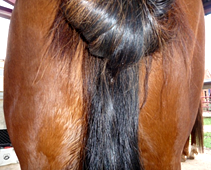 Schweif für das Einflechten eines Schweiftoupets vorbereiten Schweif für das Einflechten eines Schweiftoupets vorbereiten